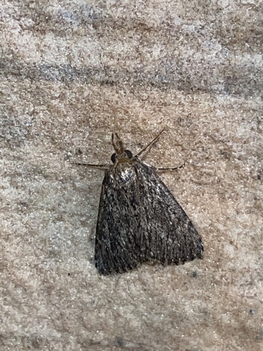 Omphalocera occidentalis