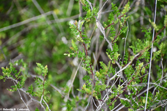 Zanthoxylum fagara