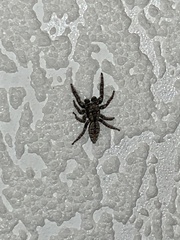Marpissa muscosa