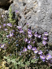 Chaenorhinum