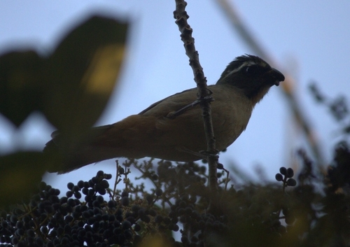 Thick-billed Saltator