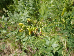 Astragalus propinquus