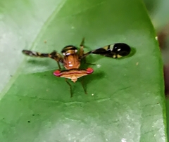 Themara maculipennis