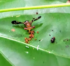 Themara maculipennis