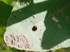 Pentilia chelsea