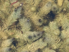 Ceratophyllaceae