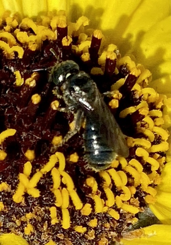 iNaturalist observation photo of Zadontomerus
