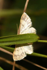 Idaea politaria