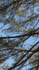 Poecile atricapillus