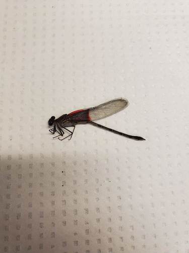 American Rubyspot photographed in Nebraska