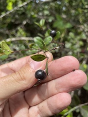 Myrcia citrifolia