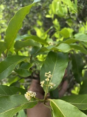 Ocotea leucoxylon