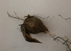 Oxalis imbricata