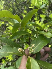 Ocotea leucoxylon