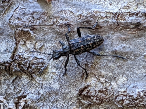 Ribbed Pine Borer photo 5