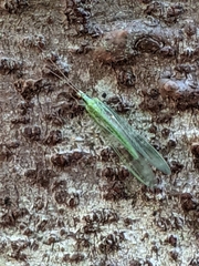 Nineta gravida