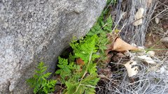 Pentagramma triangularis triangularis