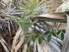 Galactia floridana