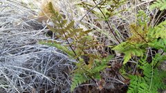 Pentagramma triangularis triangularis