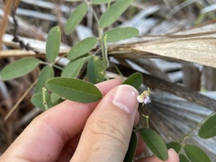 Galactia floridana
