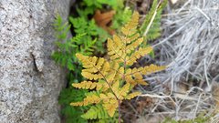 Pentagramma triangularis triangularis