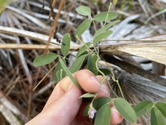 Galactia floridana