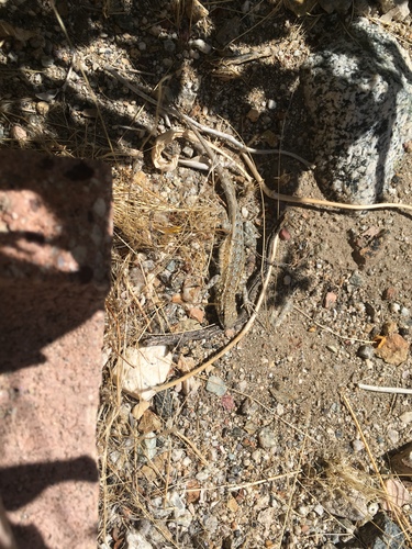 iNaturalist observation photo of Western Side-blotched Lizard