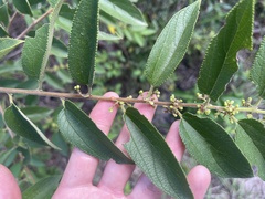 Trema micrantha floridana
