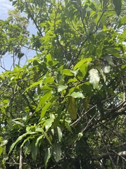 Ocotea leucoxylon