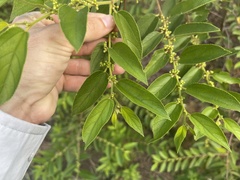 Trema micrantha floridana