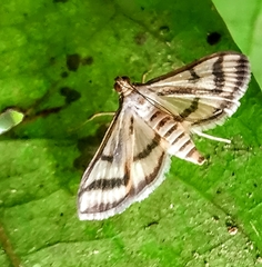 Perisyntrocha anialis