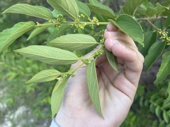 Trema micrantha floridana