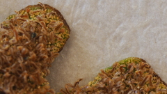 Pentagramma triangularis triangularis