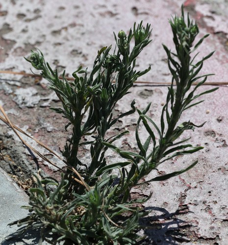 photo of Flax-leaved Horseweed (Erigeron bonariensis)