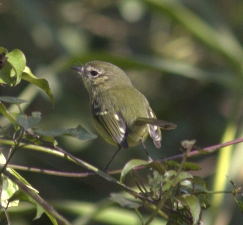 Greenish Tyrannulet (Phyllomyias virescens), photo 10