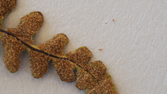 Pentagramma triangularis triangularis