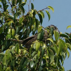 Pheucticus melanocephalus