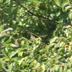 Papilio polyxenes asterius