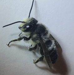 Megachile