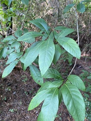Chionanthus