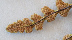 Pentagramma triangularis triangularis