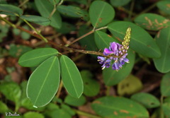 Grona heterocarpos