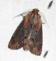 Dasylophia thyatiroides