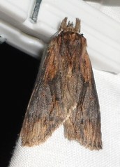 Dasylophia thyatiroides