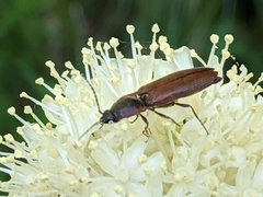 Acteniceromorphus volitans