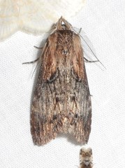 Dasylophia thyatiroides