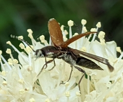 Acteniceromorphus volitans