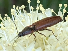 Acteniceromorphus volitans