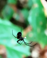 Leucauge argentina
