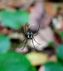 Leucauge argentina